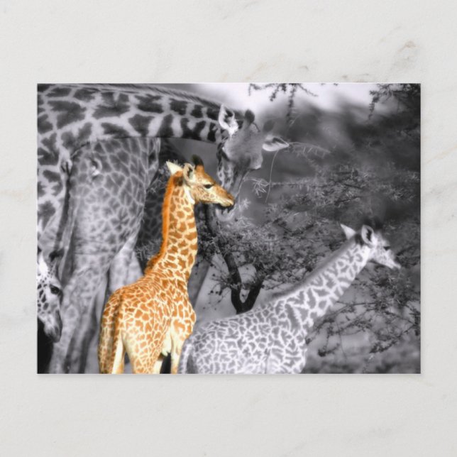 Baby Giraffe Postcard (Front)