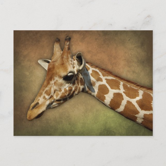 Baby Giraffe Postcard (Front)