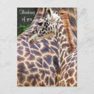 Baby Giraffe_ Postcard