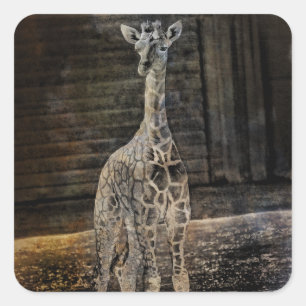 Baby Giraffe Square Sticker