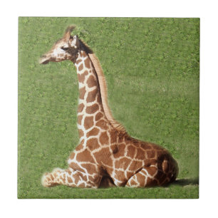 Baby Giraffe Tile