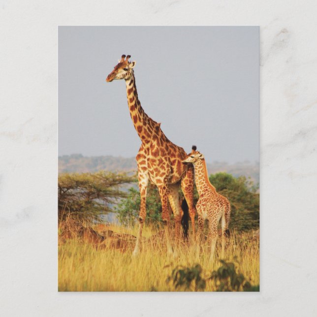 Baby Giraffe wildlife postcards (Front)