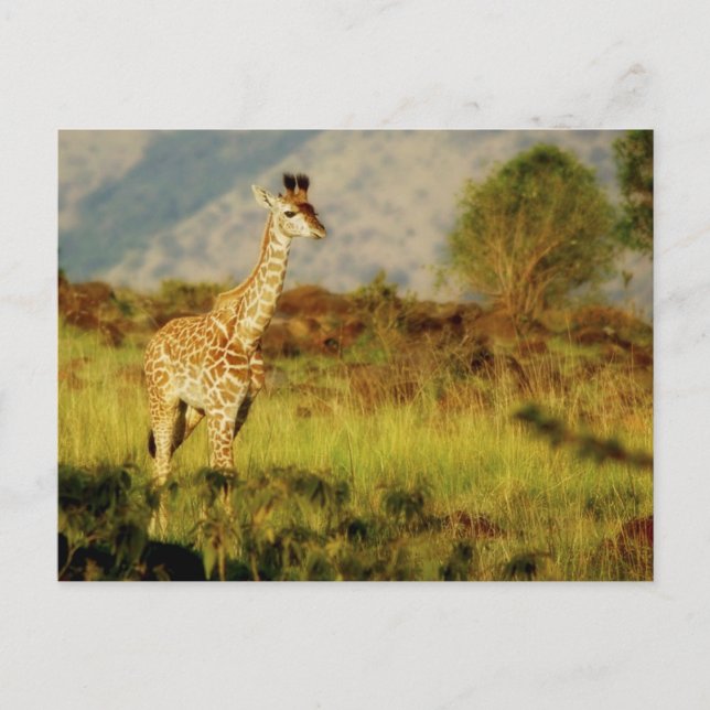 Baby giraffe wildlife postcards (Front)
