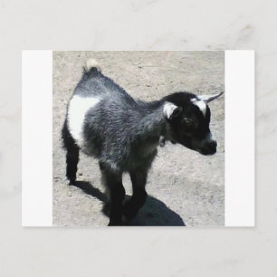 Baby Goat at the Zoo image Postcard