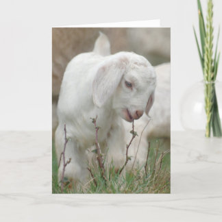 Baby Goat Card