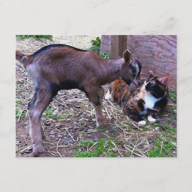 Baby Goat & Cat Postcard (Front)