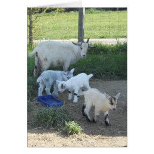 Baby Goat Family