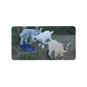 Baby Goat Family Label