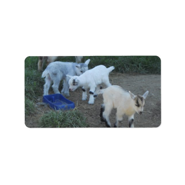 Baby Goat Family Label (Front)