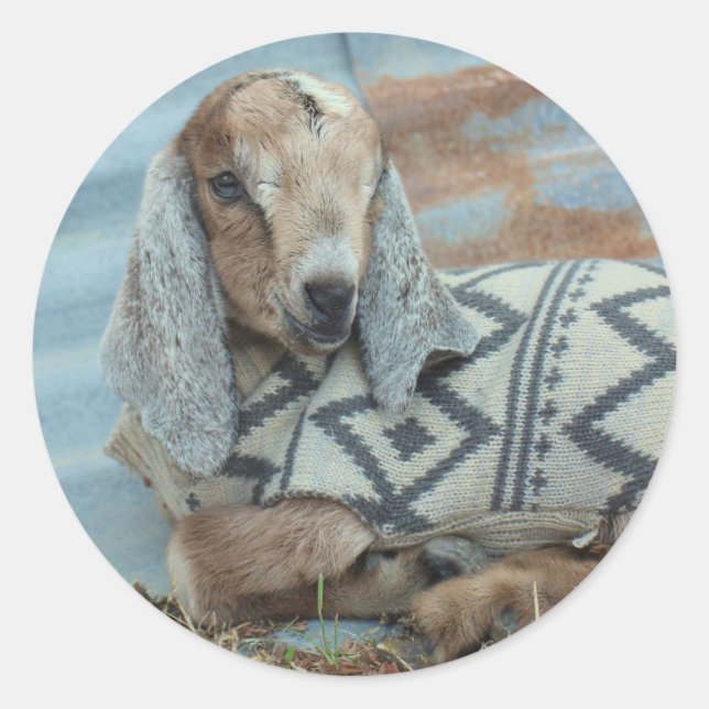 Baby Goat in Sweater Stickers (Front)