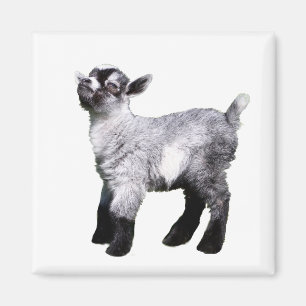 Baby Goat Nose in Air Magnet