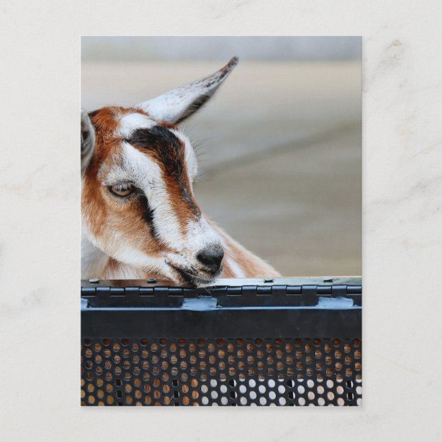 Baby Goat Postcard (Front)