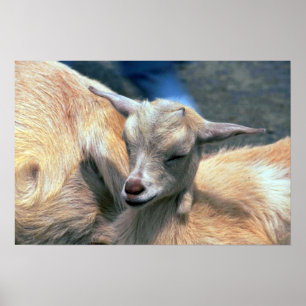 Baby Goat Poster