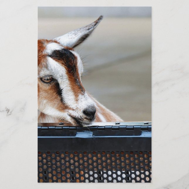 Baby Goat Stationery (Front)