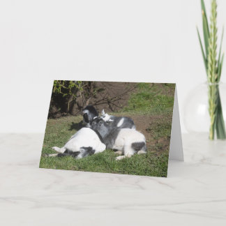 Baby Goats Lying In The Sun Card
