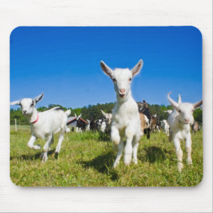 Baby Goats Mousepad