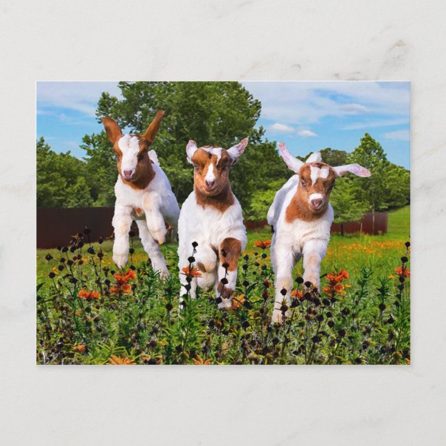 "Baby Goats" Postcard (Front)