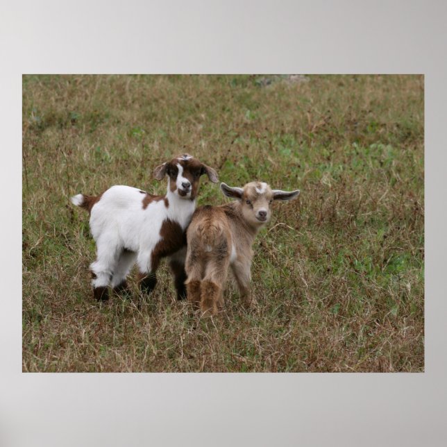Baby Goats Poster (Front)