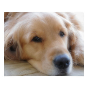 Baby, Golden Retriever Dog Photo Print