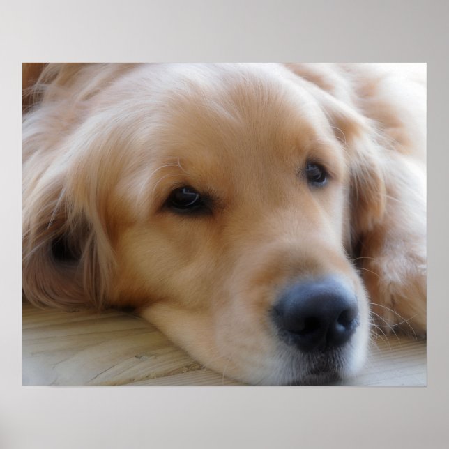 Baby, Golden Retriever Dog Poster (Front)
