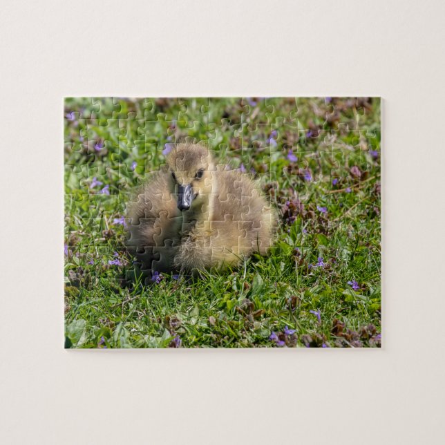 Baby Goose (Gosling) Jigsaw Puzzle (Horizontal)