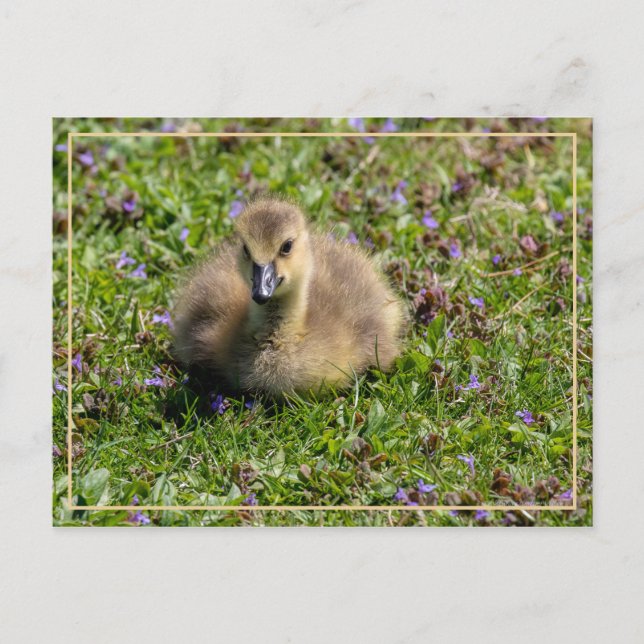 Baby Goose (Gosling) Postcard (Front)