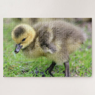 Baby Goose Jigsaw Puzzle