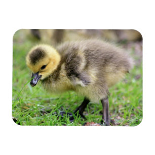 Baby Goose Magnet