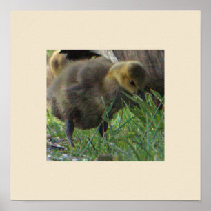 Baby Goose Photo Poster