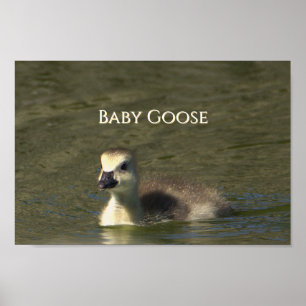 Baby Goose Photo Poster