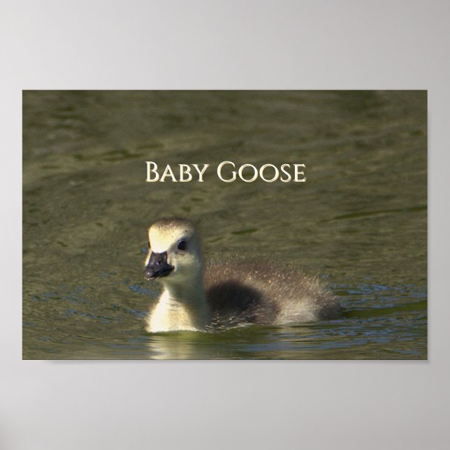 Baby Goose Photo Poster (Front)
