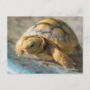 Baby Gopher Tortoise Postcard