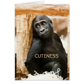 Baby gorilla