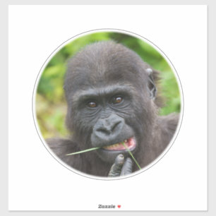 Baby Gorilla Cuteness