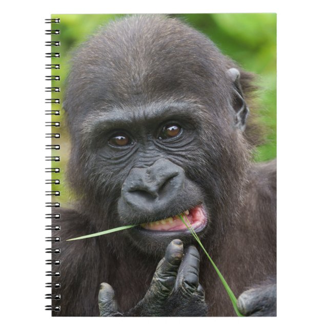 Baby Gorilla Cuteness Notebook (Front)