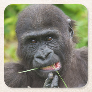 Baby Gorilla Cuteness Square Paper Coaster
