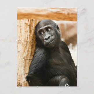 Baby gorilla postcard