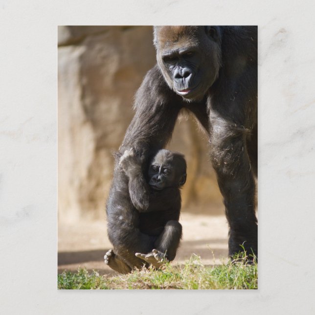 Baby Gorilla Postcard (Front)