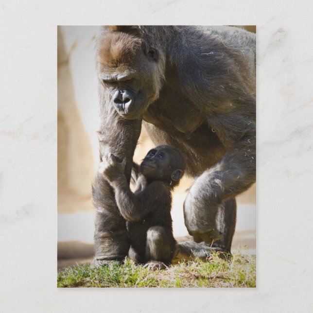 Baby Gorilla Postcard (Front)