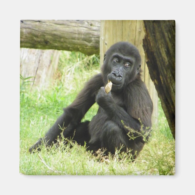 Baby Gorilla Snacking Magnet (Front)