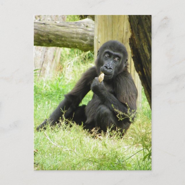 Baby Gorilla Snacking Postcard (Front)