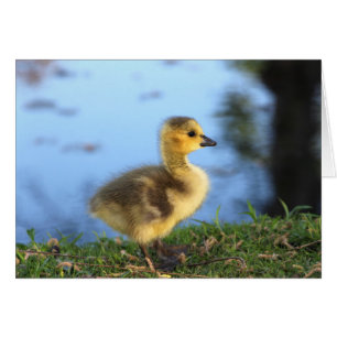 Baby Gosling Greeting Card