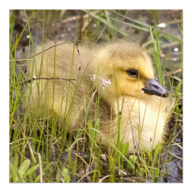 Baby Gosling Square Photo Print (Front)