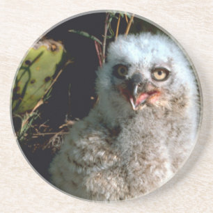 Baby Great Horned Owl Coaster