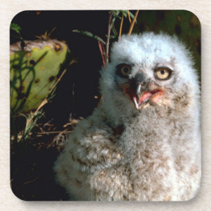 Baby Great Horned Owl Coaster
