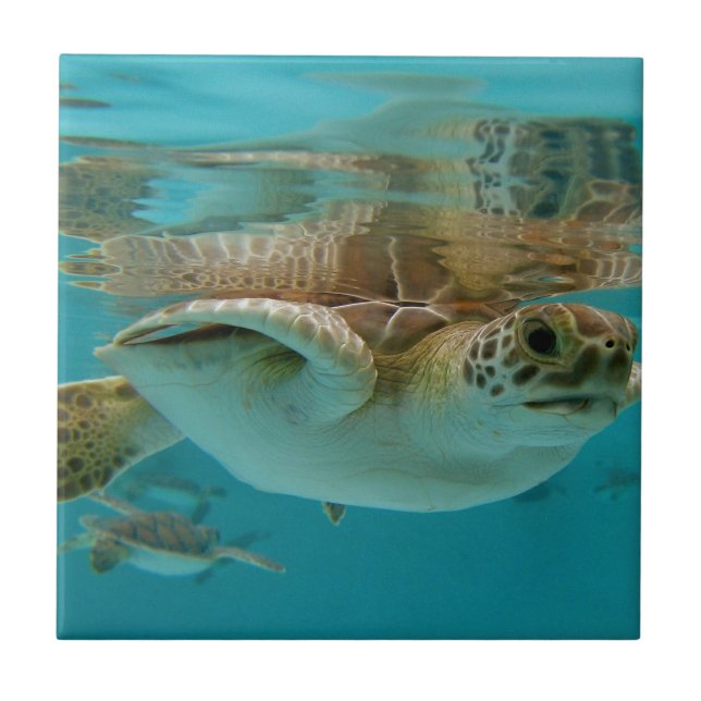 Baby Green Sea Turtle Ceramic Tile (Front)