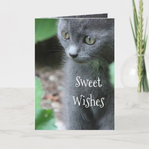 Baby Grey Kitten Card