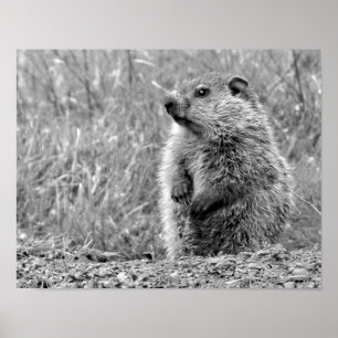 Baby Groundhog in BLACK AND WHITE  Poster