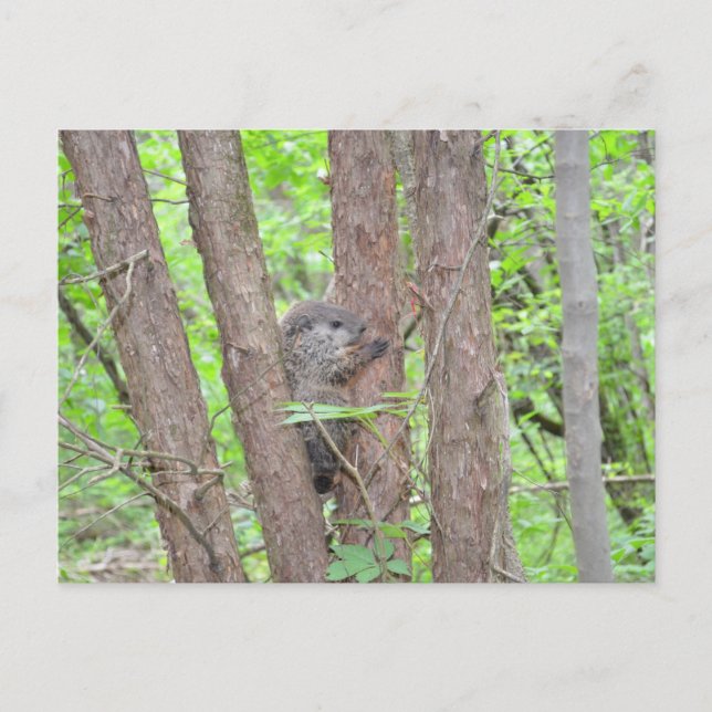Baby Groundhog Postcard (Front)