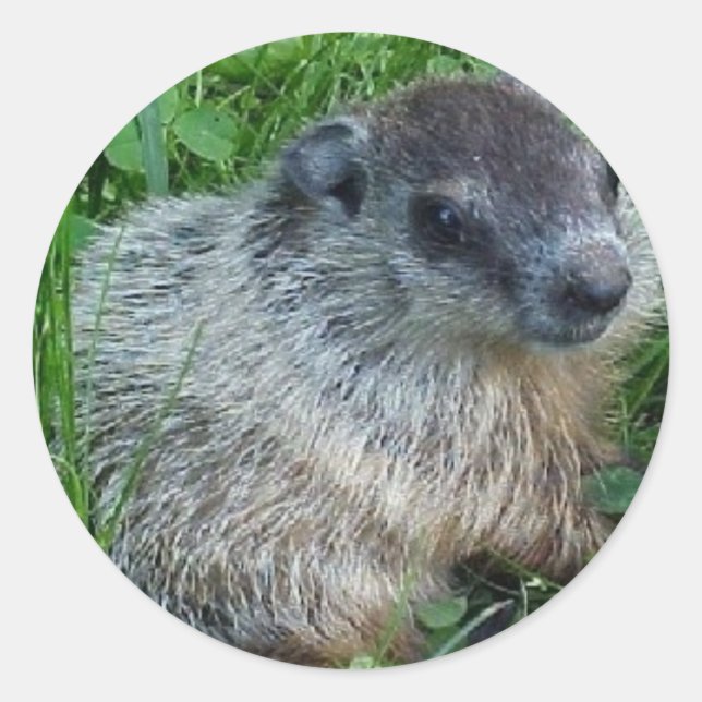 Baby Groundhog Sticker (Front)
